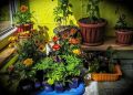 Пять тенелюбивых растений, которые оживят ваш дом без яркого света