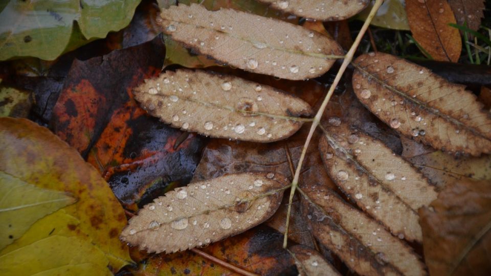 Дожди сегодня вероятны в большинстве районов Удмуртии
