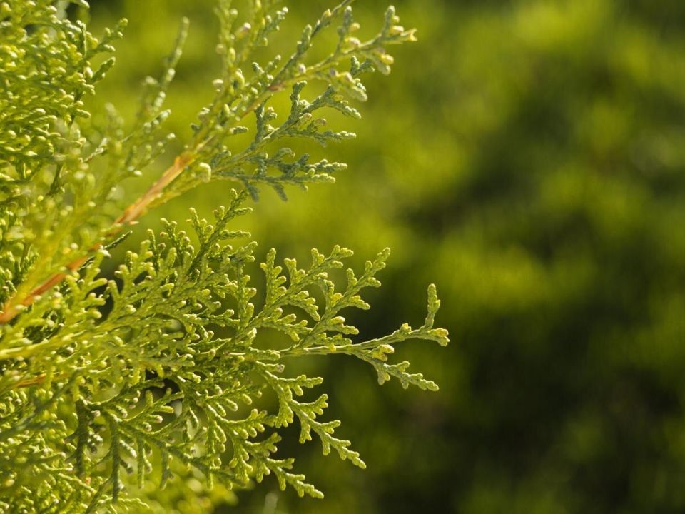 Лимонный кипарис: хвойное чудо с солнечным настроением