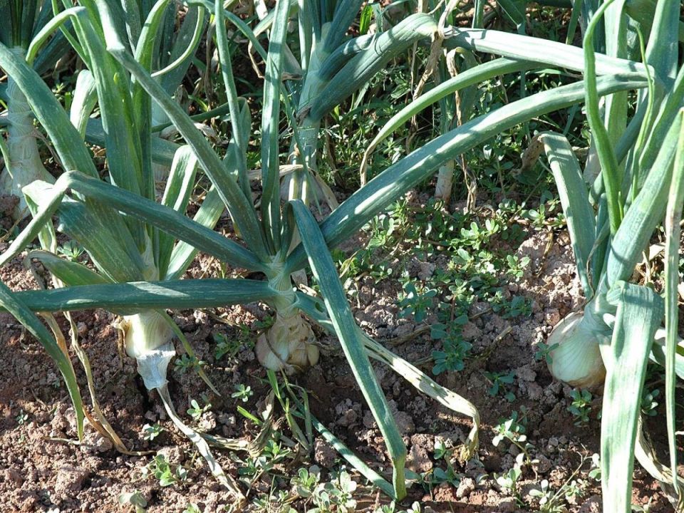 Лук в саду: тайный защитник для ваших растений