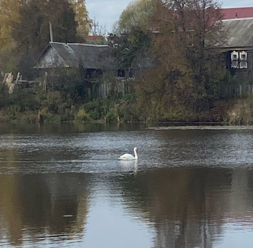 За замеченным в Ижевске лебедем со сломанным крылом наблюдают сотрудники Минприроды, сообщили «Сусанину» в министерстве