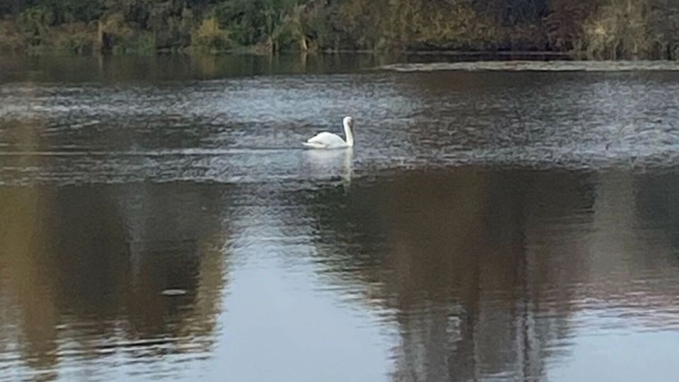 Жители Ижевска просят спасти лебедя, который из-за сломанного крыла не улетел со своей стаей и остался на пруду Старосмирновской улицы