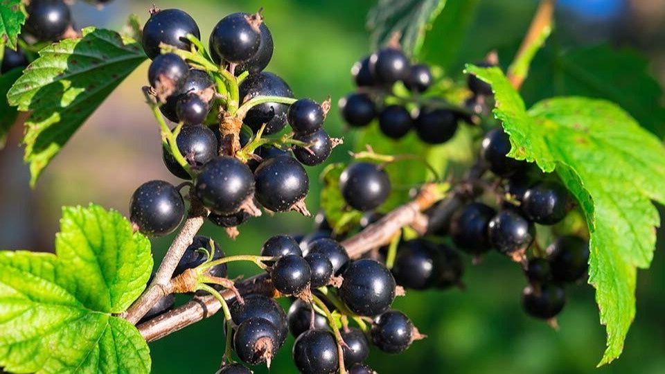 Как легко вырастить новый куст смородины: секреты простого укоренения