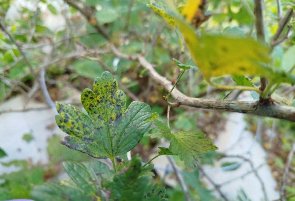 Как защитить крыжовник от болезней: советы и рекомендации