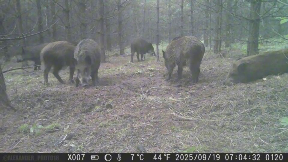 Детки подросли и теперь это стая нагловатых подростков, каждому из которых нужно завоевать своё место под солнцем
