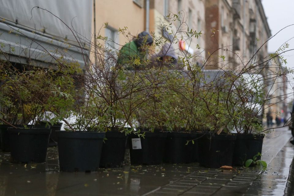 На улице Ленина в Ижевске началась высадка спиреи серой в вазоны-контейнеры