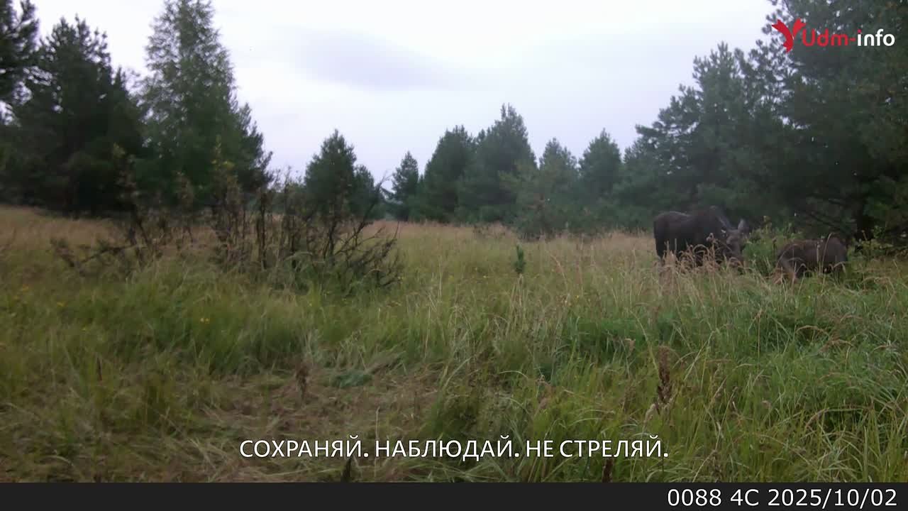 Новые кадры с фотоловушек — из удмуртского леса к нам в смартфоны