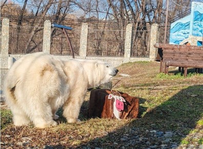 Белая медведица Думка из зоопарка Удмуртии уже год проживает в Омске