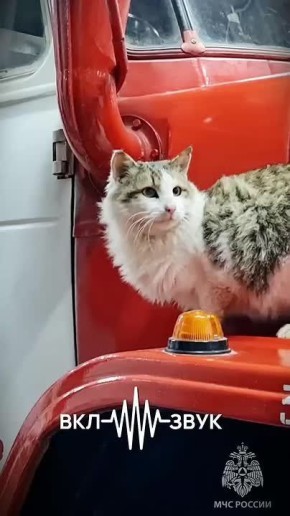 #ДоброеУтро. Прислушайся… Слышишь? Это мурлыканье — не просто песня уюта