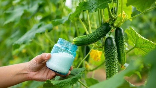 Почему огурцы становятся кривыми в августе и как это исправить