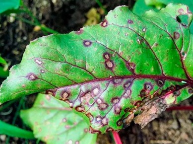 Что делать с красными и желтыми листьями свеклы: проблемы и решения