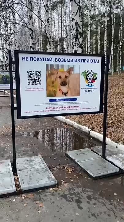 В ижевском парке Кирова открыли выставку фотографий собак, которые ищут дом