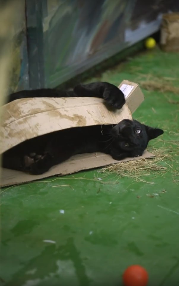 Полугодовалый чёрный ягуар Габриэль из Ижевска уехал покорять Новосибирск