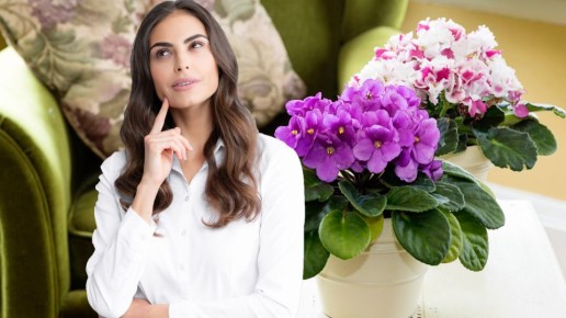 Эту ошибку допускают 9 из 10 хозяек: вот почему у вас не цветут фиалки