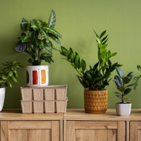 Зеленая спокойствие: растения, которые очищают воздух ночью