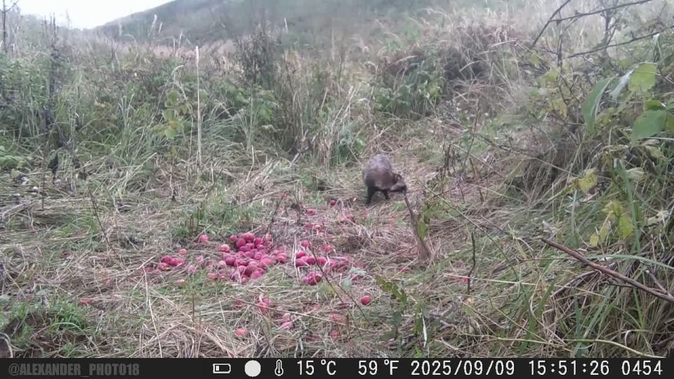 Енот, да не тот.. Завсегдатаями богатого стола под опавшей яблоней также оказались енотовидные собаки. Сначала приходила одна, а после она привела уже своего сородича. Большая часть яблок была съедена как раз ими. Фрукты...