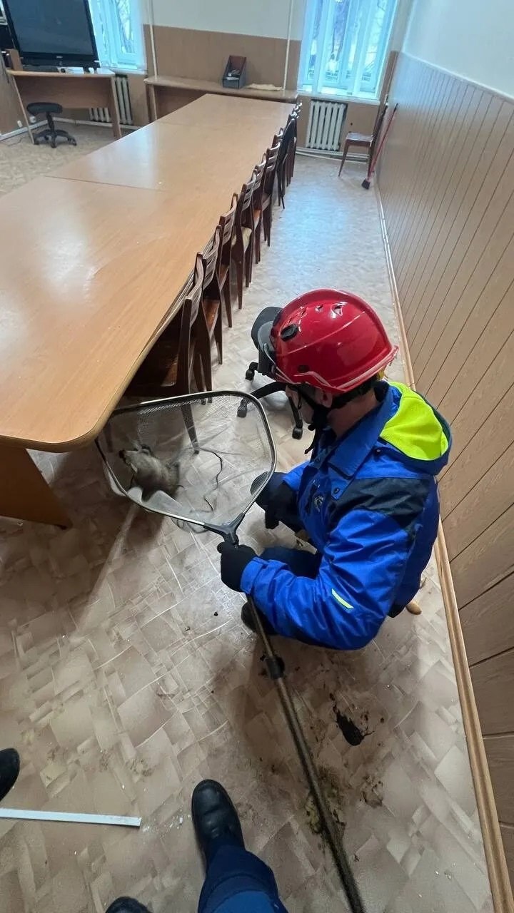 В Сарапуле спасатели выловили проникшую в техникум куницу В Сарапуле спасатели выловили проникшую в техникум куницу