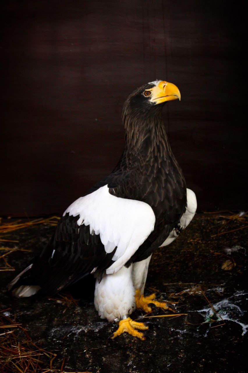 В зоопарк Ижевска привезли самку белоплечего орлана