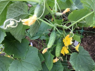 Как одно ведерко с секретным составом стало причиной веселых происшествий в деревне