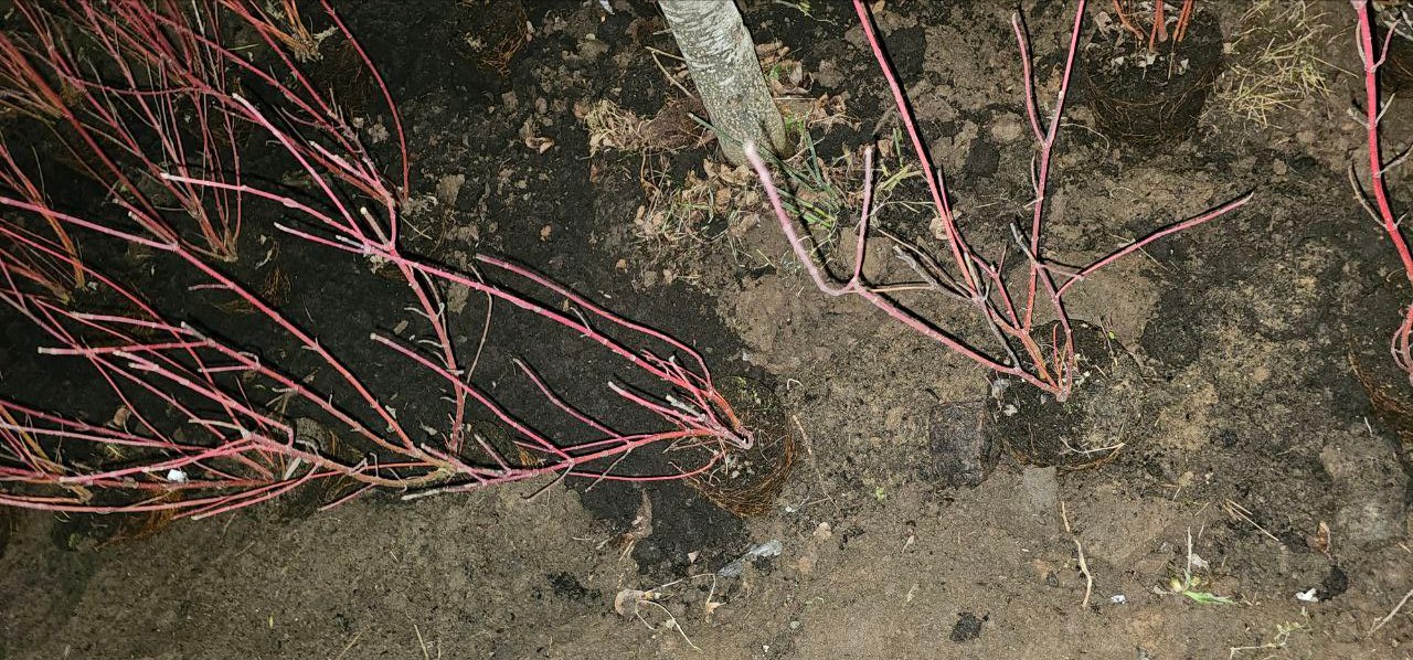 Фотографии с улицы Советской в Ижевске, где «ударными темпами» продолжается обещанное городскими властями озеленение, прислали подписчики Udm-Info Фотографии с улицы Советской в Ижевске, где «ударными темпами» продолжается обещанное городскими властями озеленение, прислали подписчики Udm-Info