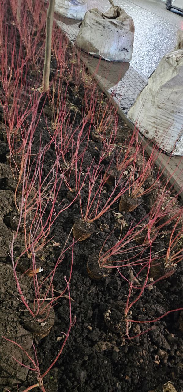 Фотографии с улицы Советской в Ижевске, где «ударными темпами» продолжается обещанное городскими властями озеленение, прислали подписчики Udm-Info Фотографии с улицы Советской в Ижевске, где «ударными темпами» продолжается обещанное городскими властями озеленение, прислали подписчики Udm-Info