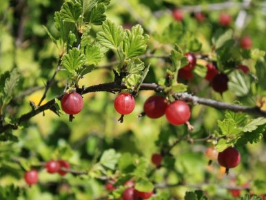 Как защитить крыжовник и ягодные кустарники от вредителей в июне