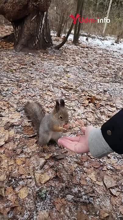 Минутка милоты: «прямое включение» из ижевского парка Кирова