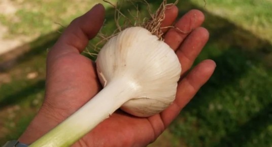 Вырастите гигантский чеснок: проверенные методы и стратегии