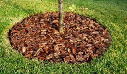 Как создать живую мульчу: простой способ для заботливых садоводов