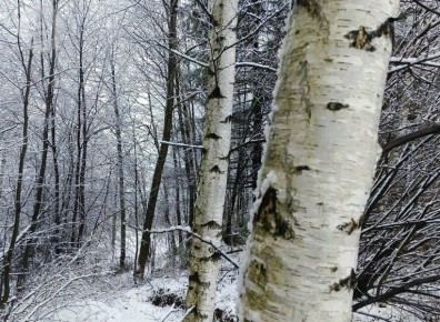 В выходные в Удмуртии не ожидаются осадки