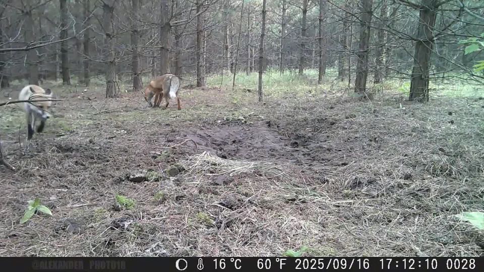В День матери представляем вам милый мини-фильм о лесной маме и её уже взрослом ребёнке