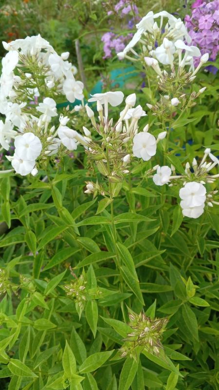 ��������� �������������: ��� ��������� ������ ������� ������� � �����