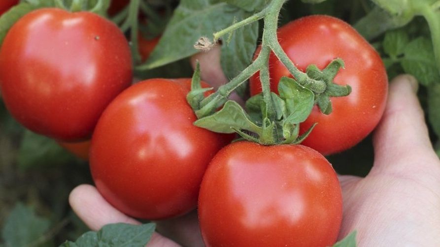 ��� ��������� ��������� �� ���������� � �������: ������ ��� ��������