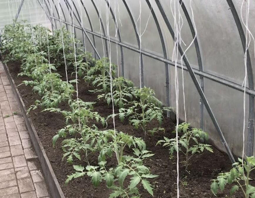 ��� ��������� ����������� ������ � ������ � �������: ������� ��������� ������