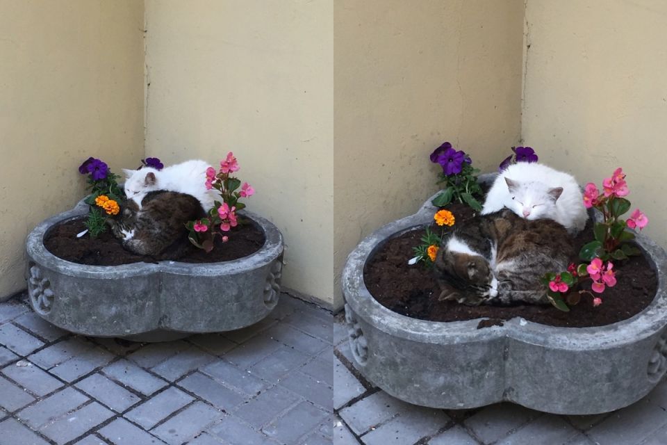 ��� �������� ����� �� ������ �������: ������ � ��������