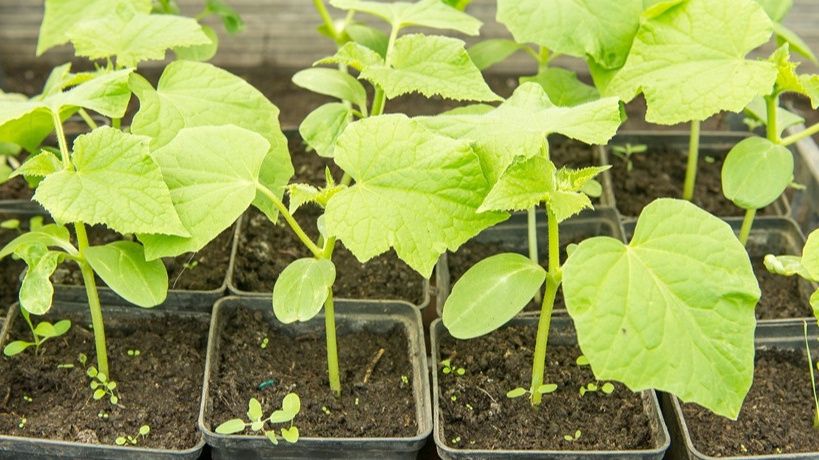 Топ секреты для богатого урожая огурцов: как добиться успеха без химии