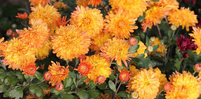 ����� ��������� ����������� ���������: ������ ��� ���������� ���������