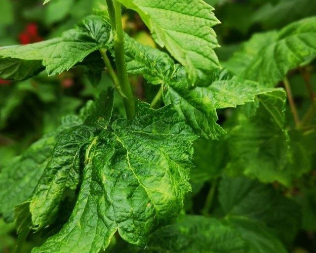 Как бороться с тлёй на смородине: простые и безопасные решения