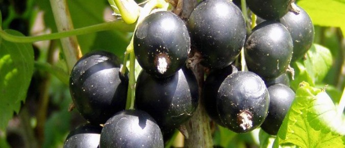 Как ухаживать за смородиной в августе: подготовка к зиме и профилактика заболеваний