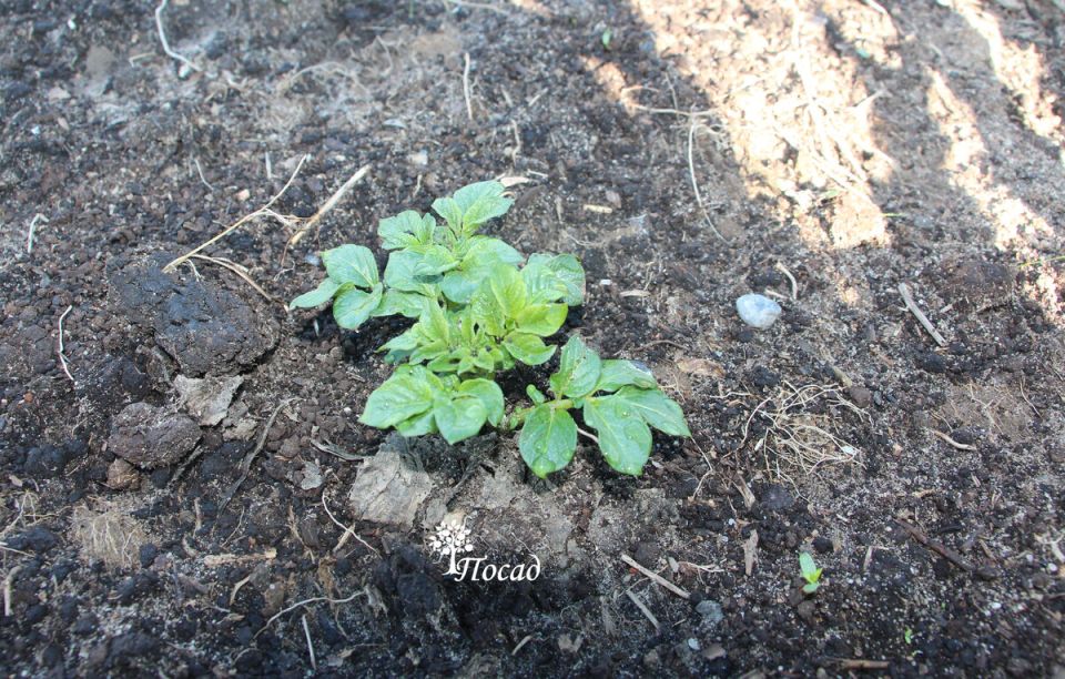 ��� ������ �������� �� �������� ����������: ������ � ������������