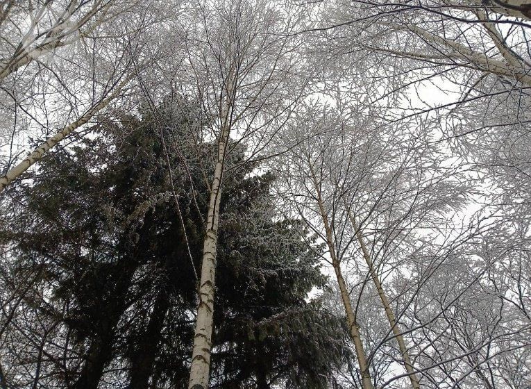 В Удмуртии выявили один случай незаконной вырубки ели для празднования нового года