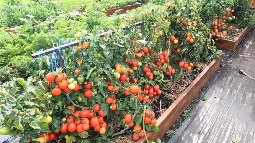 Как секреты опытного агронома помогли собрать рекордный урожай томатов