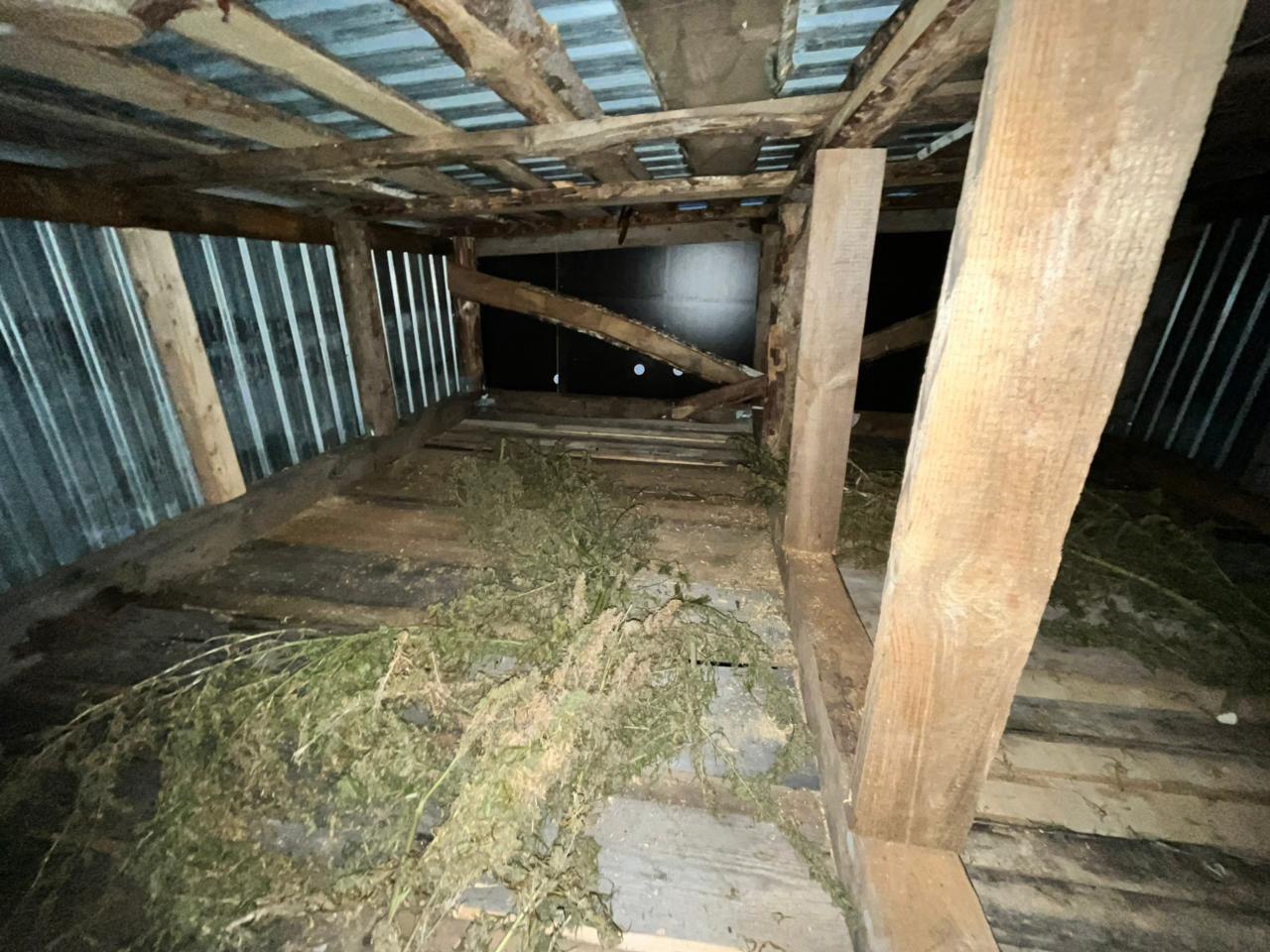 Более полутора килограммов конопли изъяли полицейские у жителя Малопургинского района