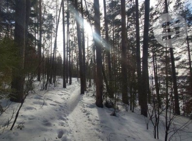 Из лесов Удмуртии в 2025 году вывезли 65 тысяч кубометров погибших и больных деревьев