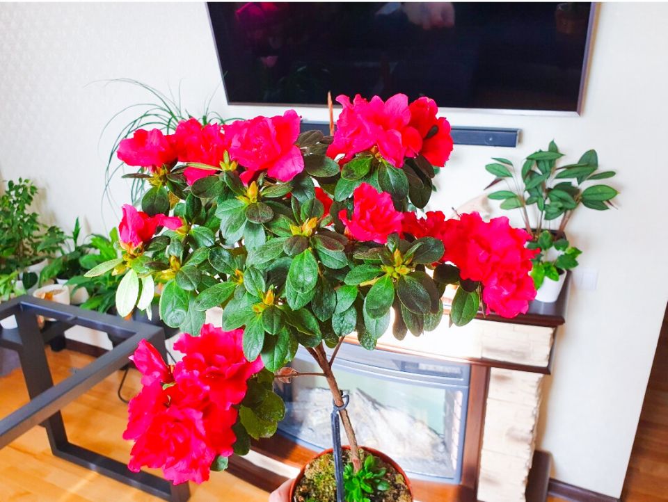 Ошибки новичков: уход за азалией, который приведет к шикарному цветению