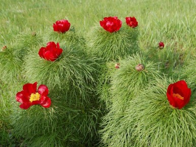 ��������� ������: ����� � ������ ��� ���������� ��������