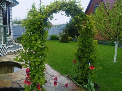 Лимонник китайский: как украсить сад и укрепить здоровье