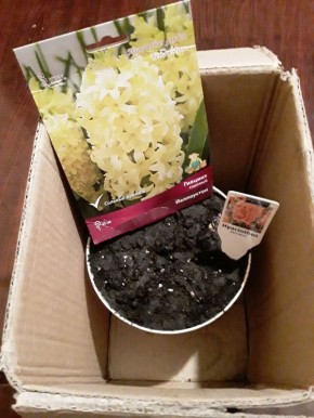 Гиацинты на подоконнике: как успешно повторить опыт выгонки цветов