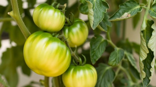 ������ �������� �� ������ ��������� �� �����