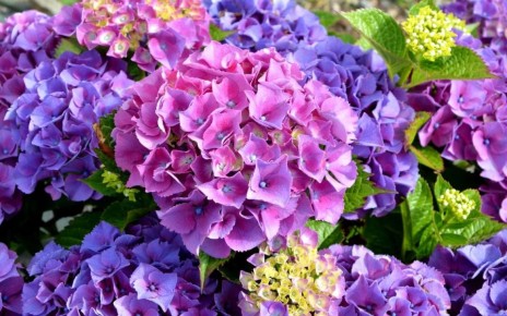 Гортензия: секреты успешного выращивания от опытных садоводов